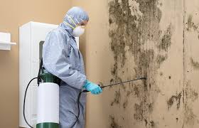 Reliable Oregon, IL Mold Removal Solutions